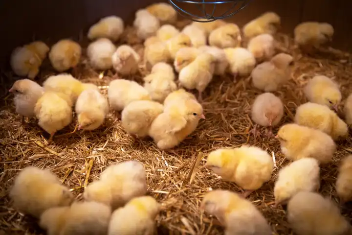Day-old chicks for rearing on an organic farm