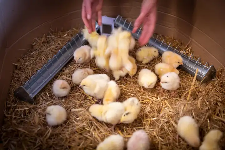 Day-old chicks are placed in a rearing box
