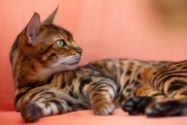 Purebred Bengal cat