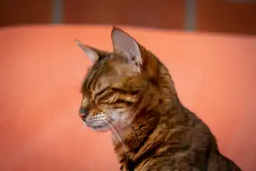 reinrassige Bengal - Katze