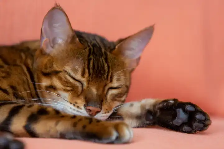 Sleeping, purebred Bengal cat