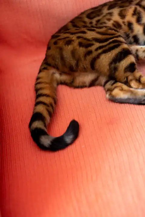 Hinterteil einer reinrassigen Bengal - Katze