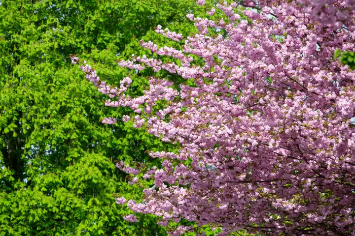 Pink blossoming cherry tree in front of a fresh green chestnut tree