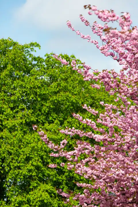 rosa blühender Kirschbaum vor frisch grüner Kastanie