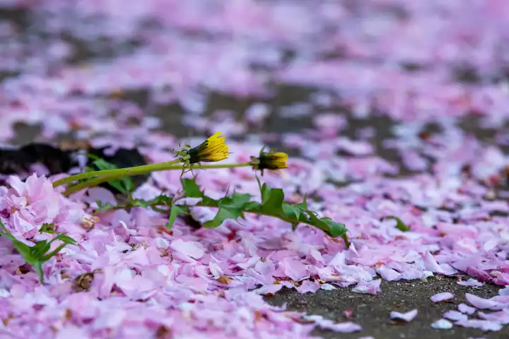 blühender Löwenzahn umgeben von herabgefallenen , rosa Kirschblütenblättern