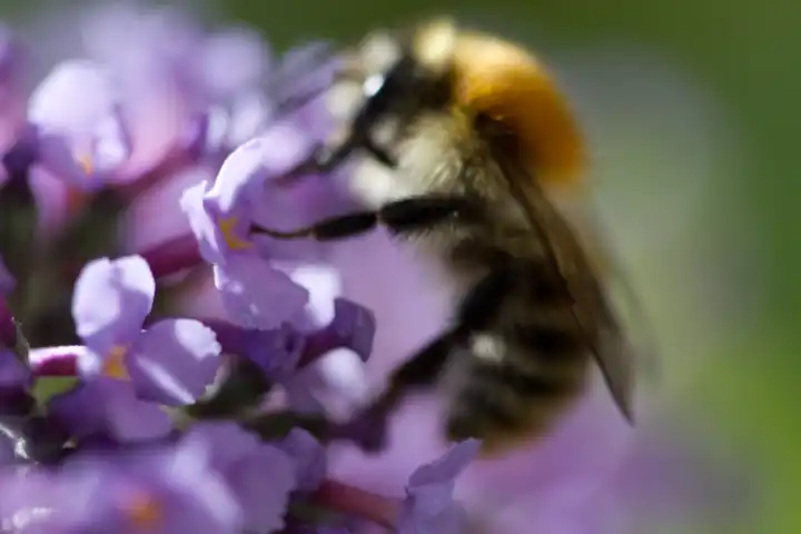 Bee, Flower