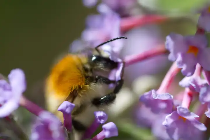 Bee, Flowers
