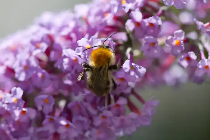 Bee, Flowers