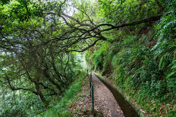 Madeira, Portugal - September 15, 2022: Hiking trail along Levada do Rei Hike hiking in Madeira Island, Portugal.