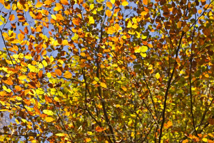 buntes Herbstlaub am Baum