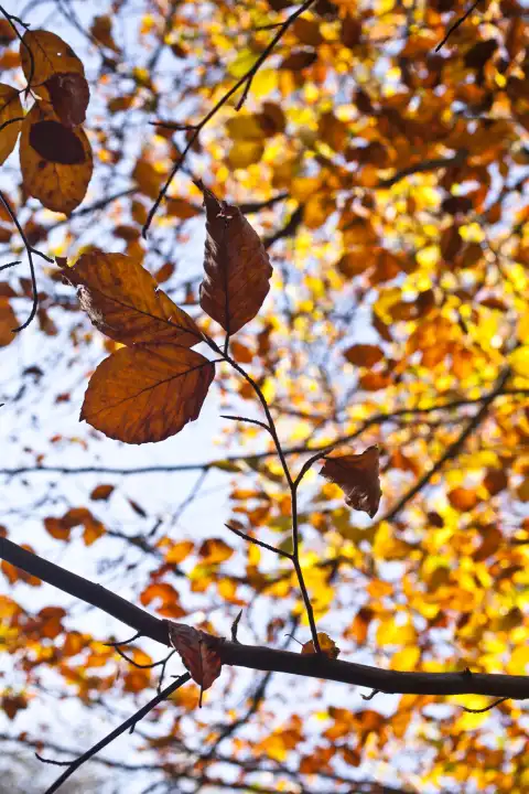 Herbstlaub gegen den Himmel fotografiert, vertikal