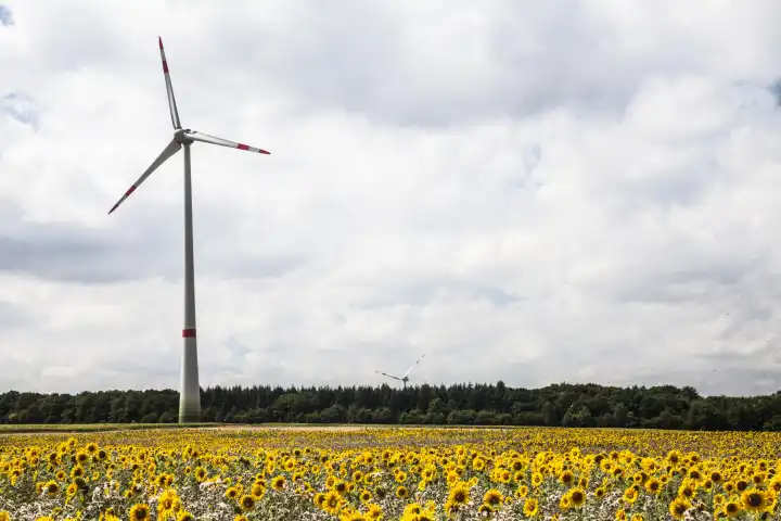 Field with sunflowers and windmill