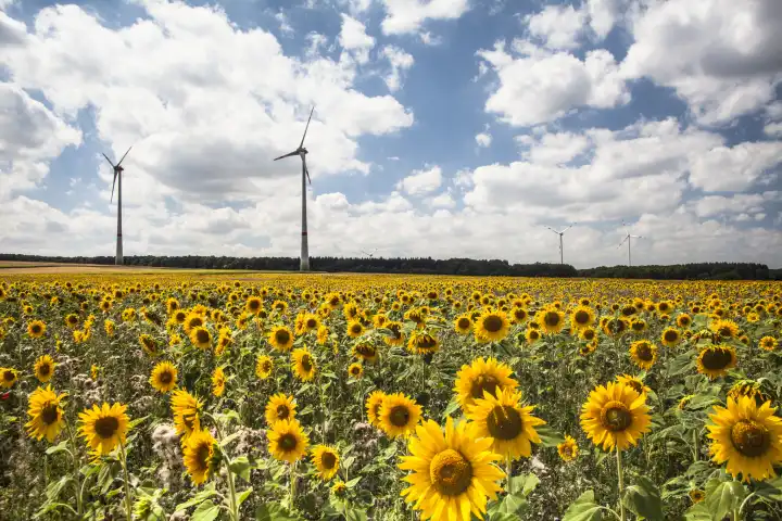 Field with sunflowers and windmills in backround