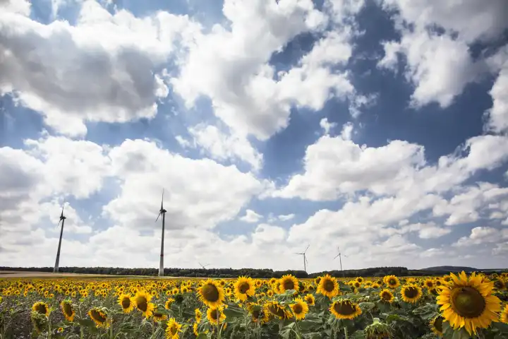 Feld mit Sonnenblumen und Windrädern