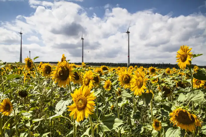 Field with sunflowers and windmills in backround