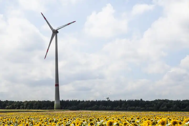 Field with sunflowers and windmill