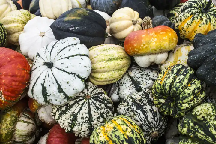 topschot of differen colorful pumpkins