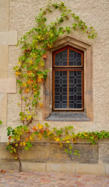 Mit Wein bewachsenes Fenster im Herbst