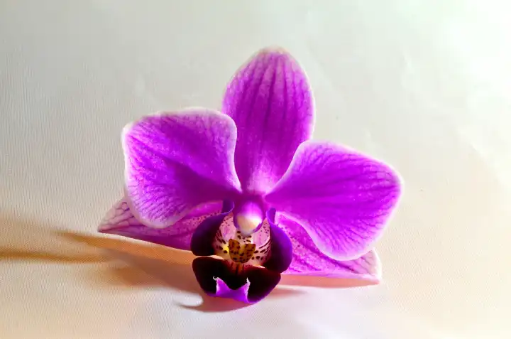 Orchid flower in pink