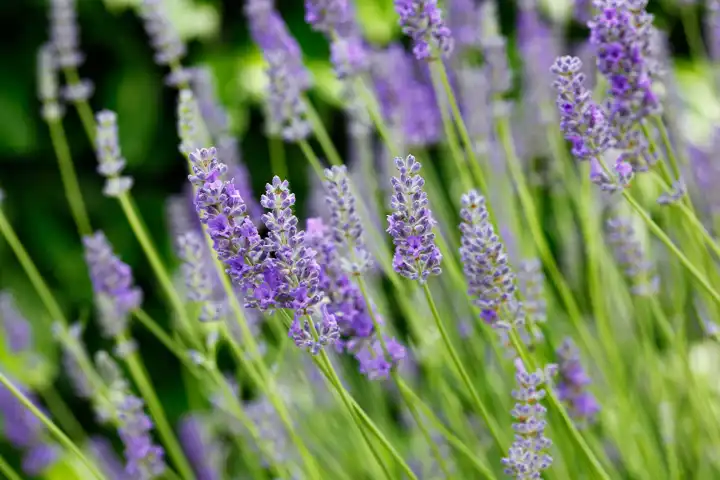 Close-up view of beautiful blooming lavender