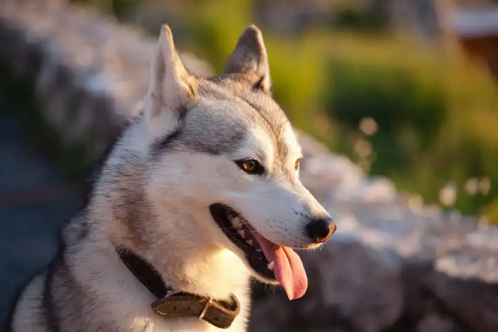 Husky dog â€‹â€‹at sunset, Capri island, Italy