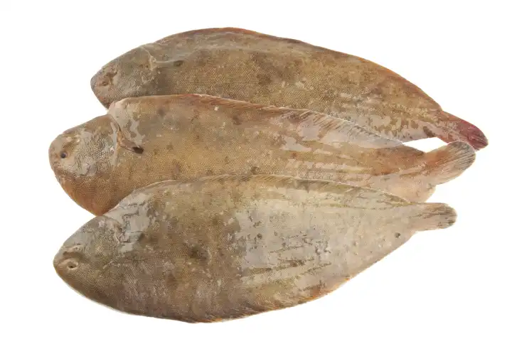 Common sole on white background