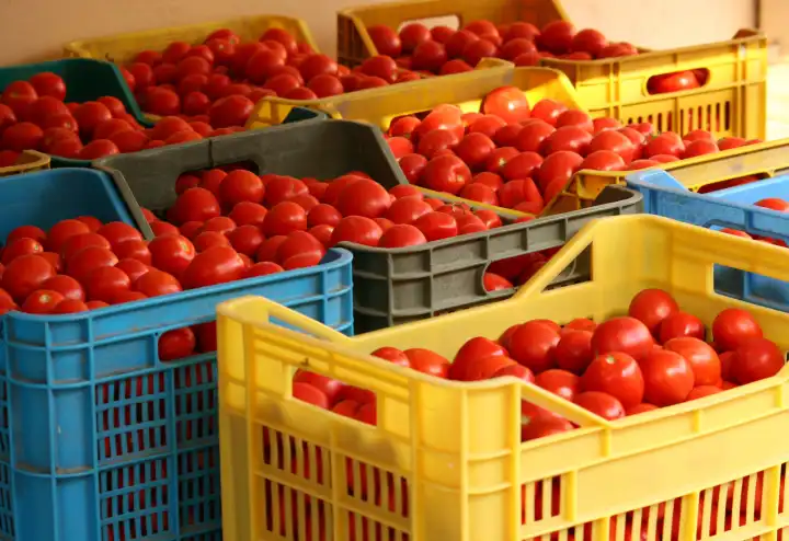 Boxes of tomatoes for the production of sauce