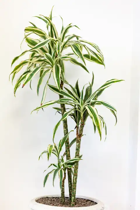 Chlorophytum comosum Zimmerpflanze auf weißer Wand.