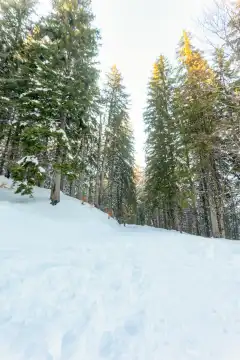 Schneebedeckter Bergweg mit schneebedeckten Bäumen