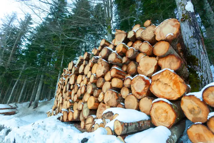 Holzstämme, die in den Bergen unter dem Schnee geschnitten und gestapelt wurden.