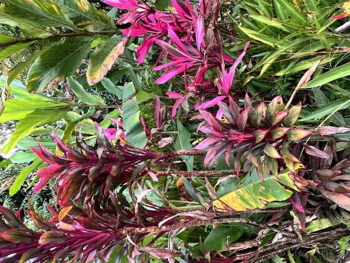 A plant with bright red leaves Cordyline fruticosa Rubra