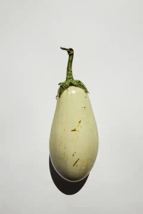 Eggplant with white fur on white background