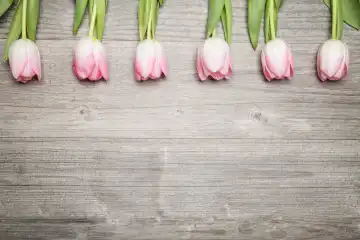 tulpen auf holzplatte