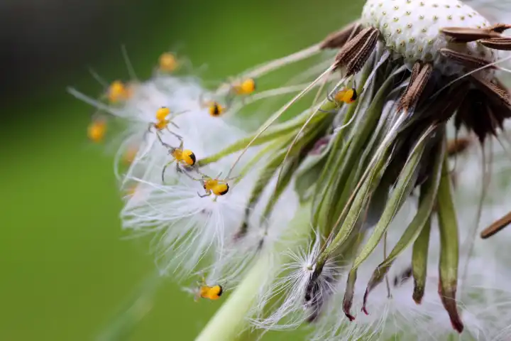 Junge Kreuzspinnen an einer Pusteblume