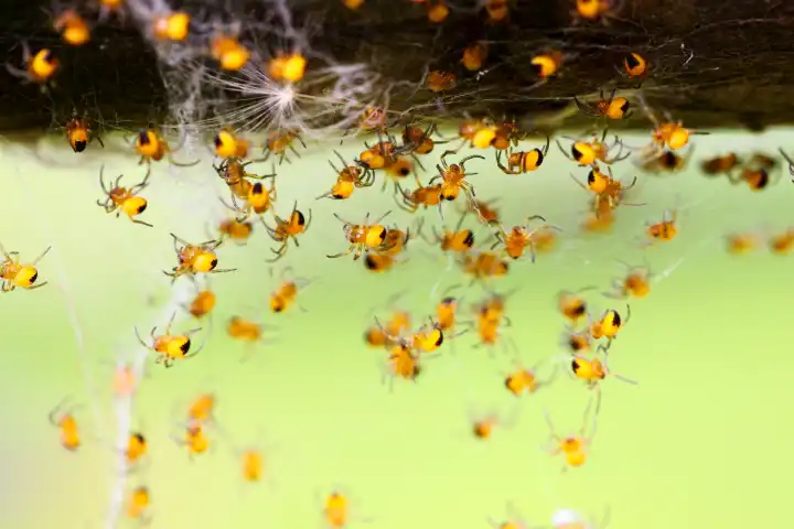 Young garden spiders