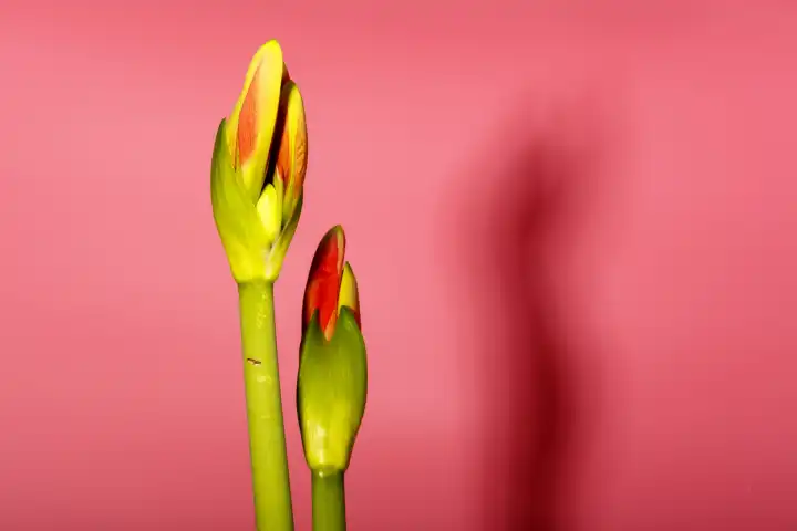 Blühende Amaryllis