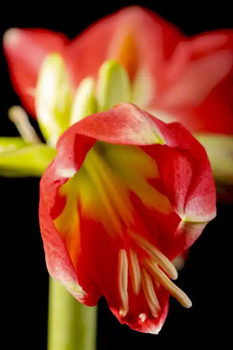 Blooming Amaryllis