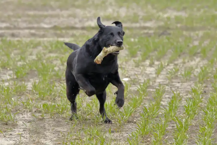 Labrador in Aktion