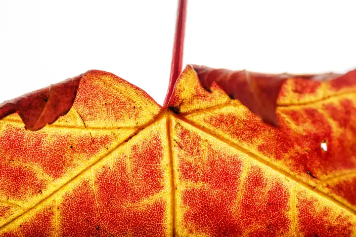 Leaf of the mountain maple in autumn
