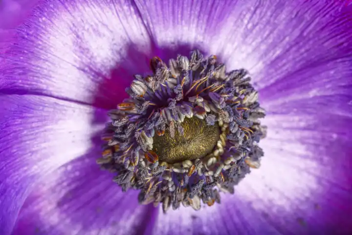 plant portrait, anemone