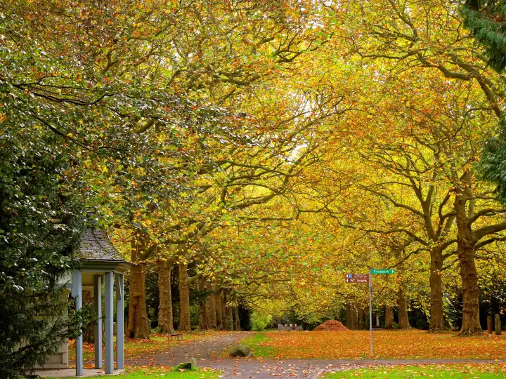 Plane Tree Avenue in Autumn