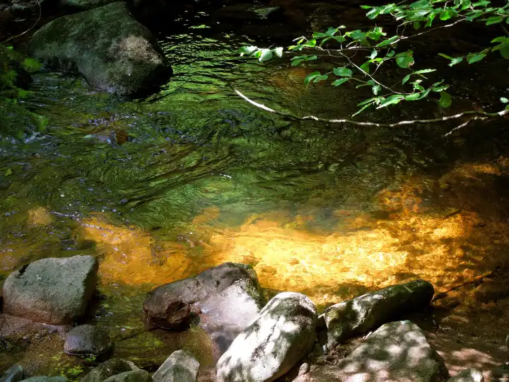 Brook in the Harz Mountains