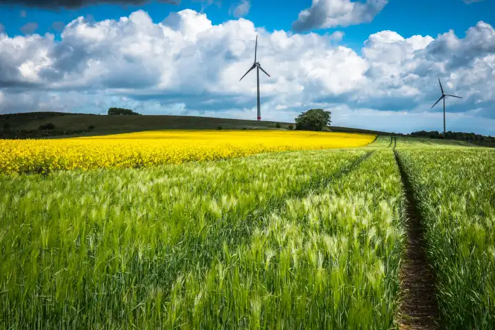Wind turbines behind a field of rape and a still green cornfield with blue sky