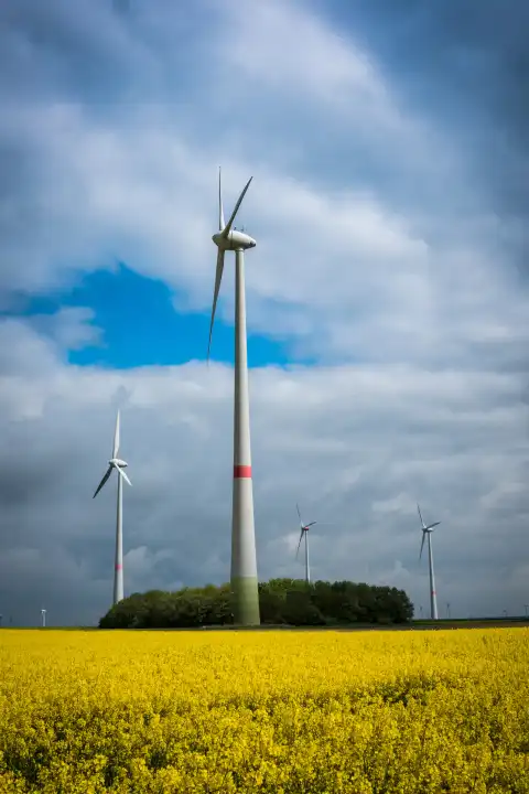 Wind turbine behind a field of rape in blue sky