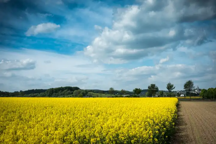 Rape field and field in front of city Brilon in the Sauerland region with blue sky