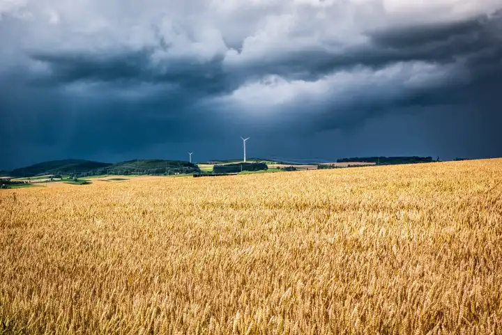 Cornfield in the sunshine in front of a storm front