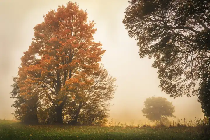 bunter Laubbaum im Herbst bei Nebel
