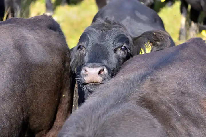 moor oxen on pasture in the moor of Zickental