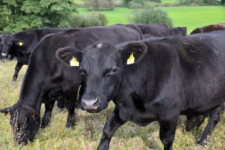 moor oxen on pasture in the moor of Zickental
