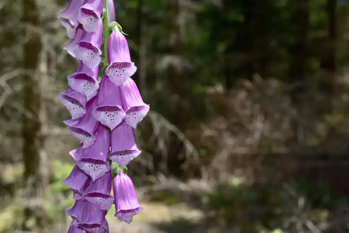 blooming foxglove in the forest